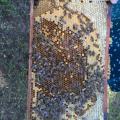 Bienen-AG 5/18