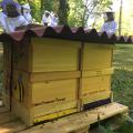 Bienen-AG 5/18